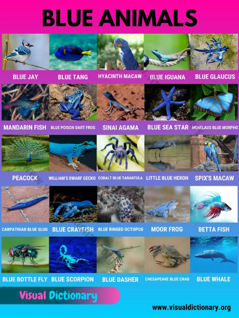 blue animals